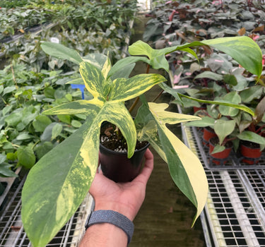 Philodendron Florida Beauty Variegated