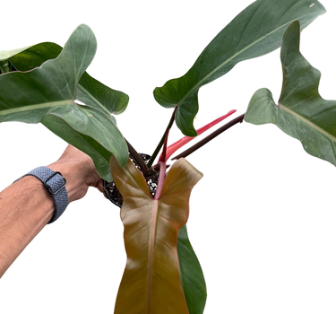 Philodendron 'Florida Bronze'