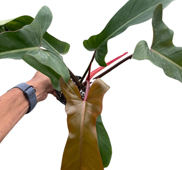 Philodendron 'Florida Bronze'
