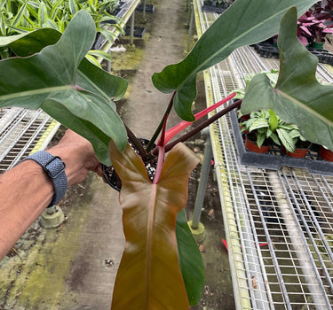 Philodendron 'Florida Bronze'