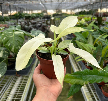 Philodendron 'Florida Ghost'