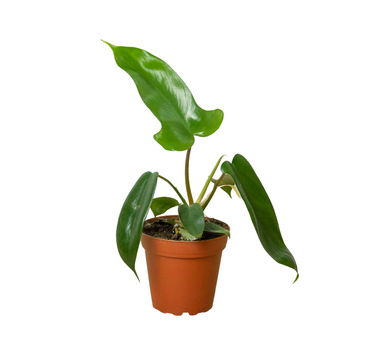 Philodendron 'Florida Green'