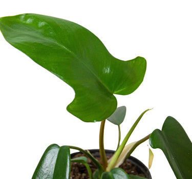 Philodendron 'Florida Green'