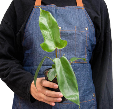 Philodendron 'Florida Green'