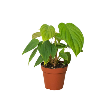 Philodendron 'Fuzzy Petiole'