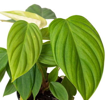 Philodendron 'Fuzzy Petiole'