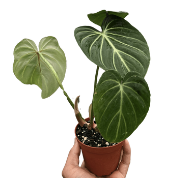 Philodendron Gloriosum