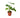Philodendron 'Goeldii'