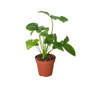 Philodendron 'Goeldii'