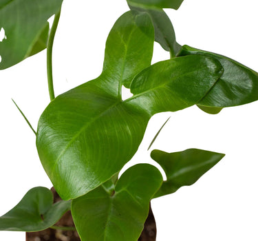Philodendron 'Goeldii'