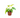 Philodendron 'Gold Violin'