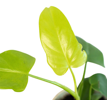 Philodendron 'Gold Violin'