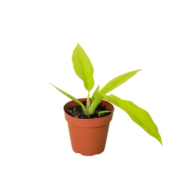 Philodendron 'Ring of Fire Gold'
