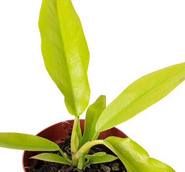 Philodendron 'Ring of Fire Gold'