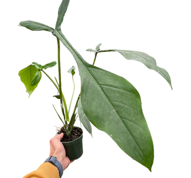 Philodendron 'Joepii'