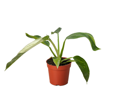 Philodendron Jose Bueno