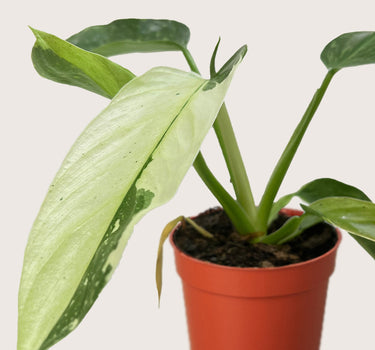 Philodendron Jose Bueno