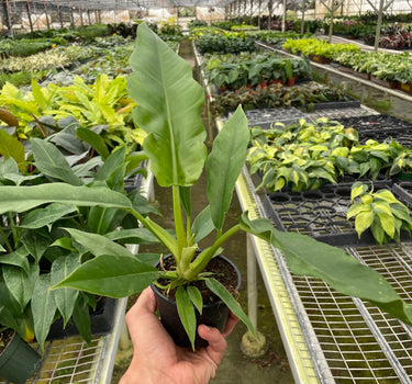 Philodendron 'Jungle Boogie'