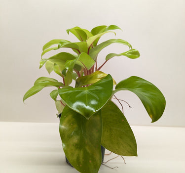 Philodendron 'Lemon Lime'