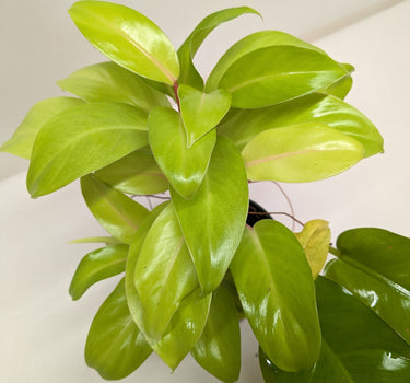 Philodendron 'Lemon Lime'