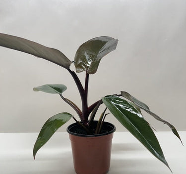 Philodendron Majesty