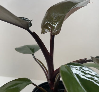 Philodendron Majesty