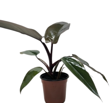 Philodendron Majesty