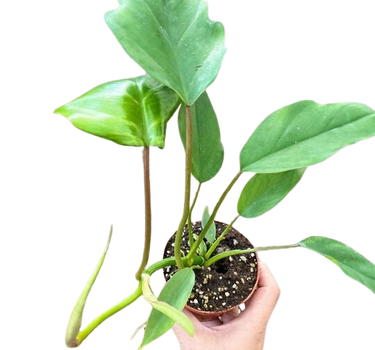 Philodendron Mayoi