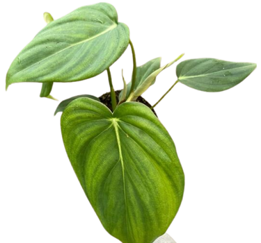 Philodendron 'Mcdowell'