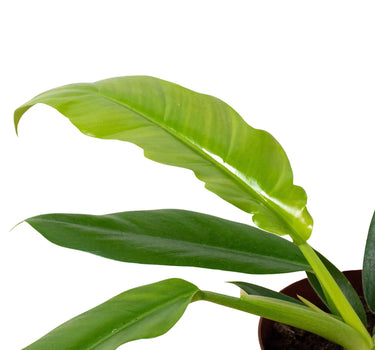 Philodendron 'Narrow Escape'