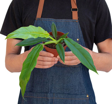 Philodendron 'Narrow Escape'