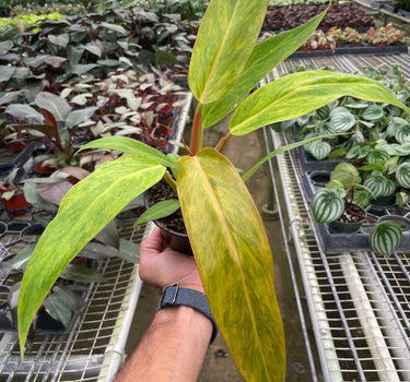 Philodendron 'Orange Marmalade'