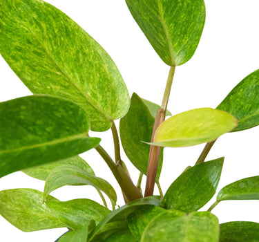 Philodendron 'Painted Lady'