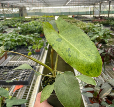 Philodendron 'Paraiso Verde'