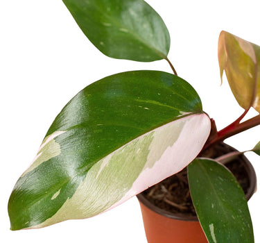 Philodendron 'Pink Princess'