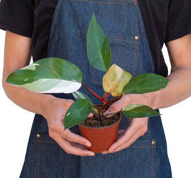 Philodendron 'Pink Princess'