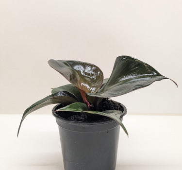 Philodendron 'Red Heart'