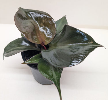 Philodendron 'Red Heart'