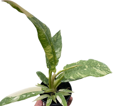 Philodendron Ring of Fire Variegated