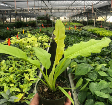 Philodendron 'Ring of Fire Gold'