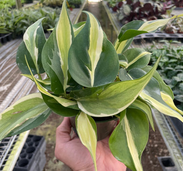 Philodendron 'Silver Stripe'