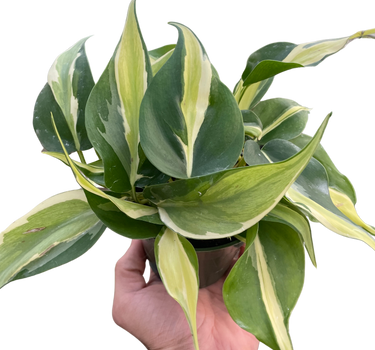 Philodendron 'Silver Stripe'