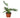 Philodendron 'Silver Sword'
