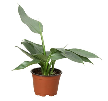 Philodendron 'Silver Sword'