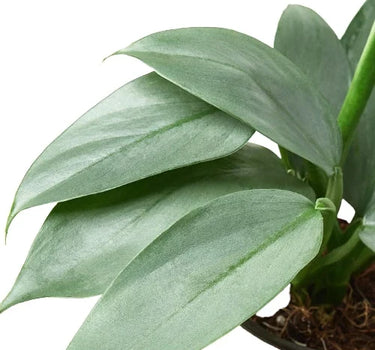 Philodendron 'Silver Sword'