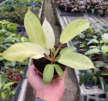 Philodendron 'Snowdrift'