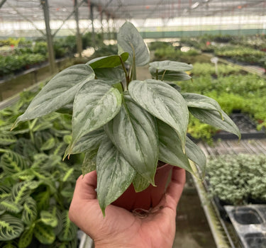 Philodendron 'Sodiroi'