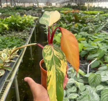 Philodendron 'Strawberry Shake'