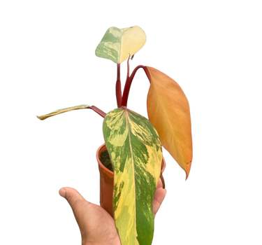 Philodendron 'Strawberry Shake'