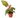 Philodendron 'Summer Glory'